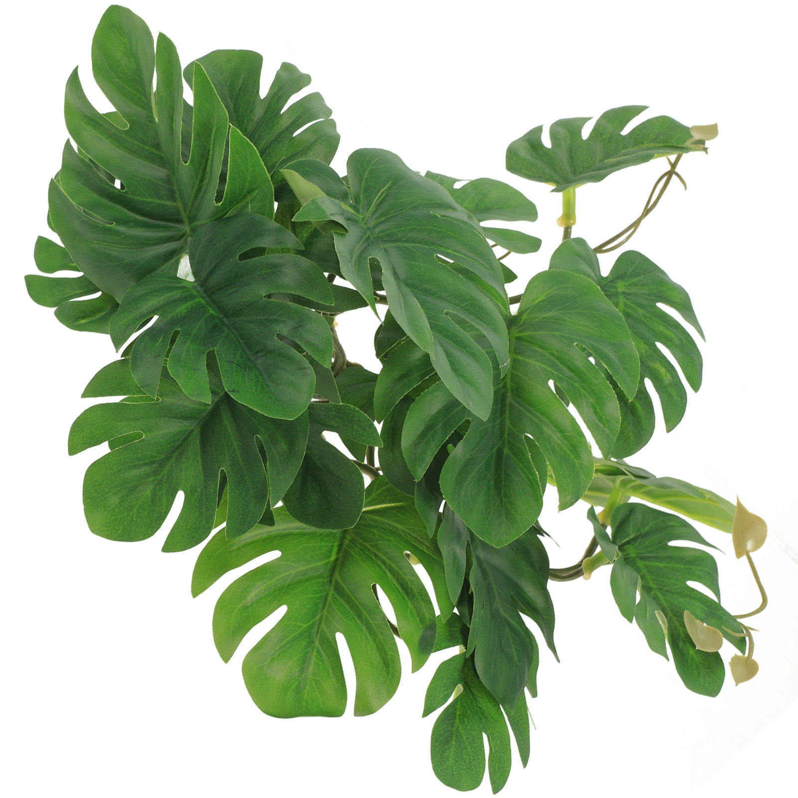 Non Planted Aquarium Fish - Plantas Seguras y No Tóxicas para
