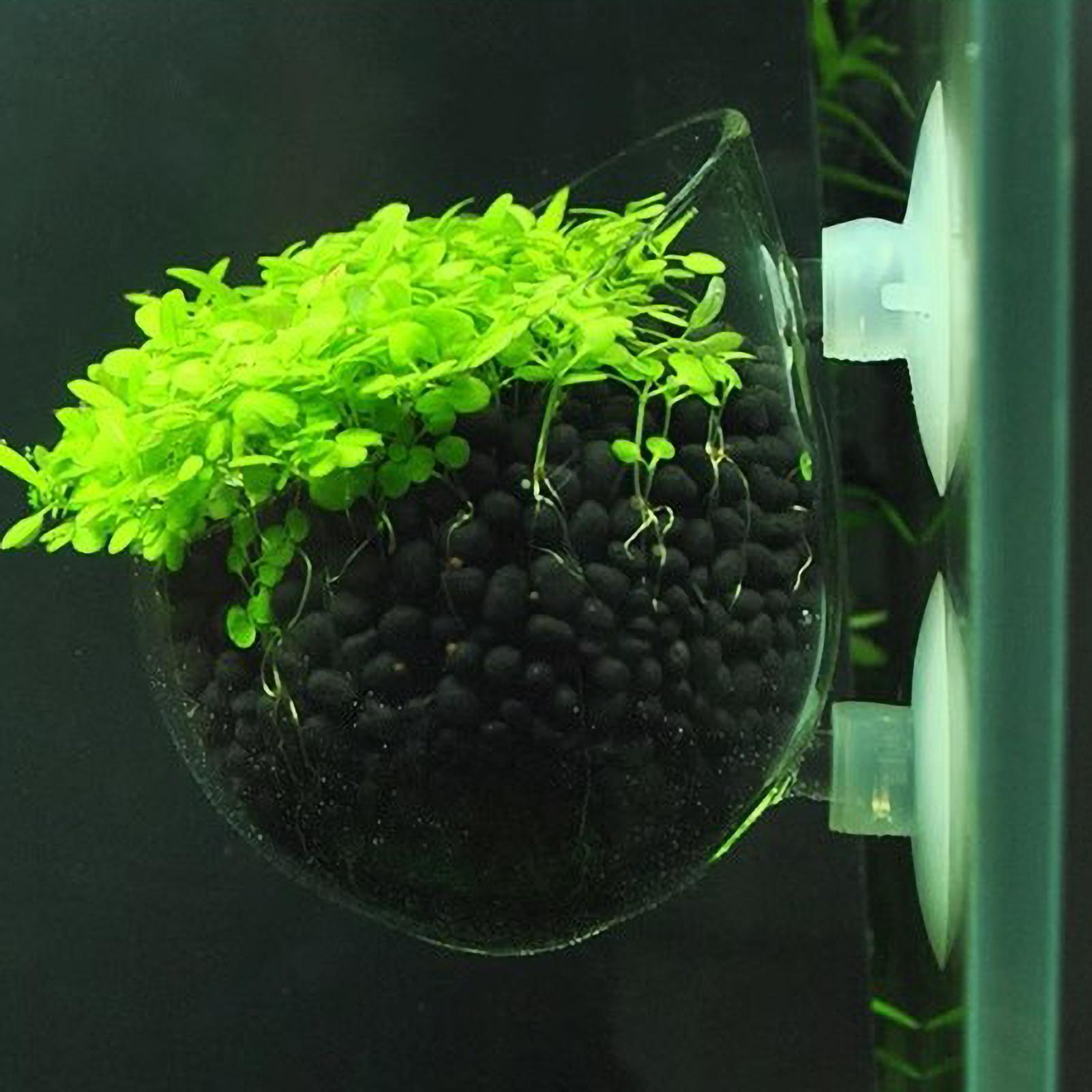 Soporte para Plantas de Acuari - Aquarium Plant Ornament reseña y precio