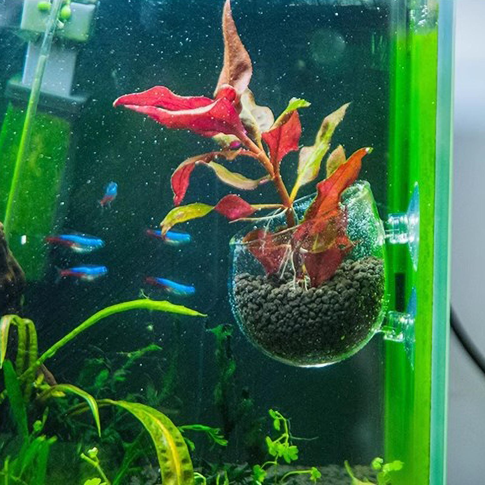 Soporte para Plantas de Acuari - Aquarium Plant Ornament reseña y precio